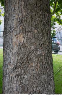 wood tree bark 0004